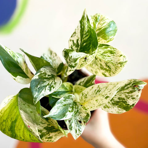 Devil's Ivy - Scindapsus aureus 'Marble Queen' - British Grown - Sprouts of Bristol