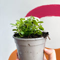 Diascia 'Diamond Fuchsia' - UK Grown - Sprouts of Bristol