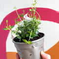 Diascia 'Diamond Light Pink' - UK Grown - Sprouts of Bristol