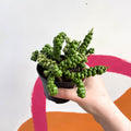 Dischidia nummularia 'Pangolin Kisses' - Sprouts of Bristol