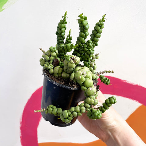 Dischidia nummularia 'Pangolin Kisses' - Sprouts of Bristol