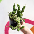 Dischidia nummularia 'Pangolin Kisses' - Sprouts of Bristol