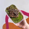 DIY Terrarium Kit [Make Your Own Terrarium with Optional Extras] Plastic Free Packaging! - Sprouts of Bristol