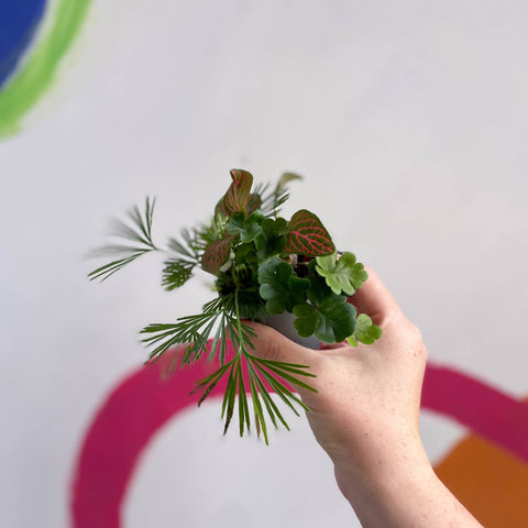 DIY Terrarium Kit [Make Your Own Terrarium with Optional Extras] Plastic Free Packaging! - Sprouts of Bristol