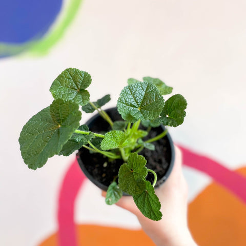 Double Hollyhock - Alcea rosea 'Chater's Double Scarlet' - British Grown Herbaceous Perennial - Sprouts of Bristol