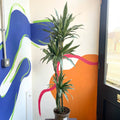 Dragon Tree - Dracaena deremensis 'Warneckii' - British Grown - Sprouts of Bristol