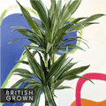 Dragon Tree - Dracaena deremensis 'Warneckii' - British Grown - Sprouts of Bristol