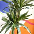 Dragon Tree - Dracaena deremensis 'Warneckii' - British Grown - Sprouts of Bristol
