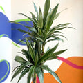 Dragon Tree - Dracaena deremensis 'Warneckii' - British Grown - Sprouts of Bristol