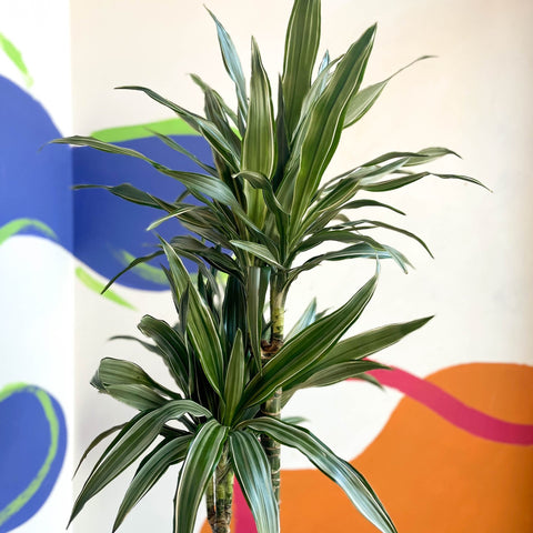 Dragon Tree - Dracaena deremensis 'Warneckii' - British Grown - Sprouts of Bristol