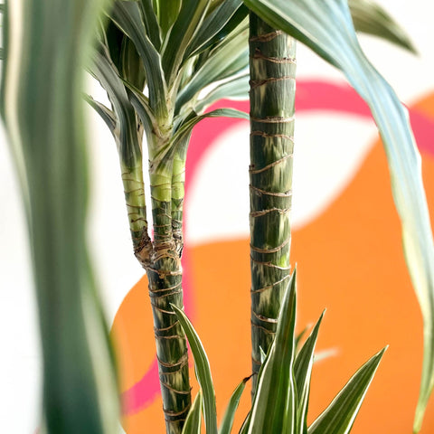 Dragon Tree - Dracaena deremensis 'Warneckii' - British Grown - Sprouts of Bristol