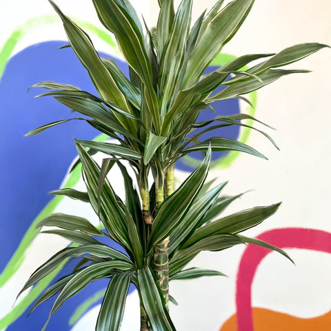 Dragon Tree - Dracaena deremensis 'Warneckii' - British Grown - Sprouts of Bristol