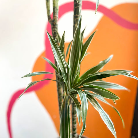 Dragon Tree - Dracaena deremensis 'Warneckii' - British Grown - Sprouts of Bristol