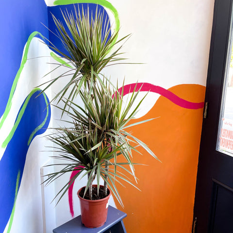 Dragon Tree - Dracaena marginata 'Bicolor' - Sprouts of Bristol
