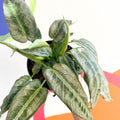 Drop Tongue Plant - Schismatoglottis 'Silver Indukan' - Sprouts of Bristol