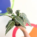 Drop Tongue Plant - Schismatoglottis 'Silver Indukan' - Sprouts of Bristol