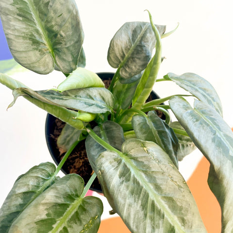 Drop Tongue Plant - Schismatoglottis 'Silver Indukan' - Sprouts of Bristol