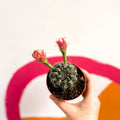 Dwarf Chin Cactus - Gymnocalycium baldianum - Sprouts of Bristol