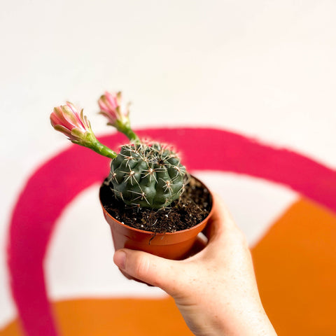 Dwarf Chin Cactus - Gymnocalycium baldianum - Sprouts of Bristol