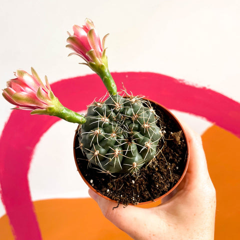 Dwarf Chin Cactus - Gymnocalycium baldianum - Sprouts of Bristol