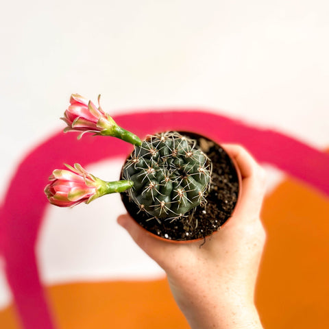 Dwarf Chin Cactus - Gymnocalycium baldianum - Sprouts of Bristol