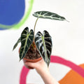 Dwarf Elephant Ear - Alocasia amazonica - British Grown - Sprouts of Bristol