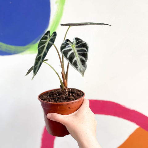 Dwarf Elephant Ear - Alocasia amazonica - British Grown - Sprouts of Bristol