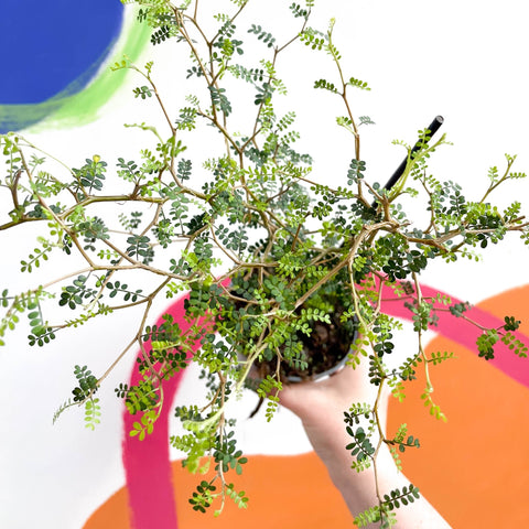 Dwarf Kowhai - Sophora prostrata 'Little Baby' - Sprouts of Bristol