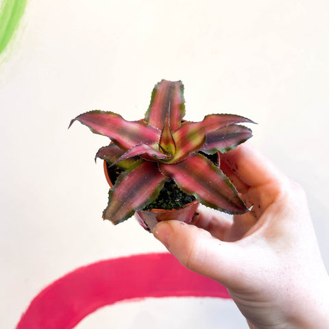Earth Star Plant - Cryptanthus bivittatus 'Chilli Pepper' - Sprouts of Bristol