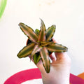 Earth Star Plant - Cryptanthus bivittatus 'Chocolate Soldier' - Sprouts of Bristol