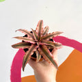 Earth Star Plant - Cryptanthus bivittatus 'Light Pink Star' - Sprouts of Bristol