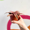 Earth Star Plant - Cryptanthus bivittatus 'Light Pink Star' - Sprouts of Bristol