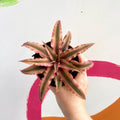 Earth Star Plant - Cryptanthus bivittatus 'Light Pink Star' - Sprouts of Bristol