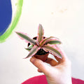 Earth Star Plant - Cryptanthus bivittatus 'Pink Starlight' - Sprouts of Bristol