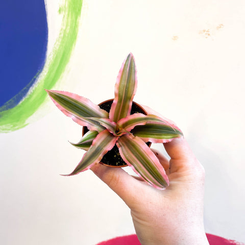 Earth Star Plant - Cryptanthus bivittatus 'Pink Starlight' - Sprouts of Bristol