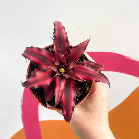 Earth Star Plant - Cryptanthus bivittatus 'Red Star' - Sprouts of Bristol