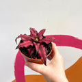 Earth Star Plant - Cryptanthus bivittatus 'Red Star' - Sprouts of Bristol
