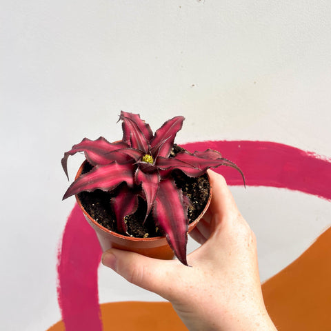 Earth Star Plant - Cryptanthus bivittatus 'Red Star' - Sprouts of Bristol