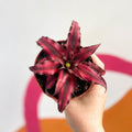 Earth Star Plant - Cryptanthus bivittatus 'Red Star' - Sprouts of Bristol