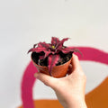 Earth Star Plant - Cryptanthus bivittatus 'Red Star' - Sprouts of Bristol