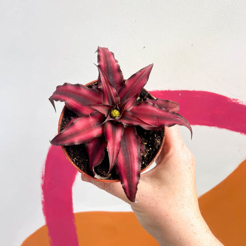 Earth Star Plant - Cryptanthus bivittatus 'Red Star' - Sprouts of Bristol