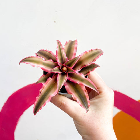 Earth Star Plant - Cryptanthus bivittatus 'Super Pink Star' - Sprouts of Bristol