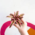 Earth Star Plant - Cryptanthus bivittatus 'Super Pink Star' - Sprouts of Bristol