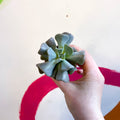 Echeveria ‘Cubic Frost’ - Sprouts of Bristol