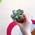 Echeveria ‘Cubic Frost’ - Sprouts of Bristol