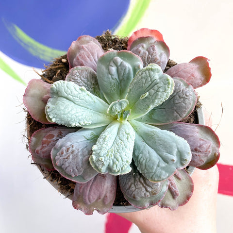 Echeveria 'Culibra' - Sprouts of Bristol