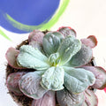 Echeveria 'Culibra' - Sprouts of Bristol