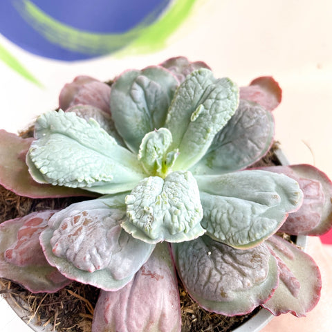 Echeveria 'Culibra' - Sprouts of Bristol