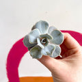 Echeveria lilacina - Sprouts of Bristol
