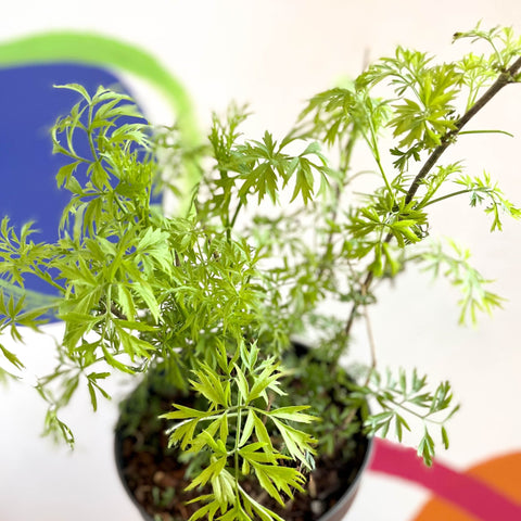 Elderberry - Sambuca nigra 'Golden Tower' - Deciduous Shrub - Sprouts of Bristol